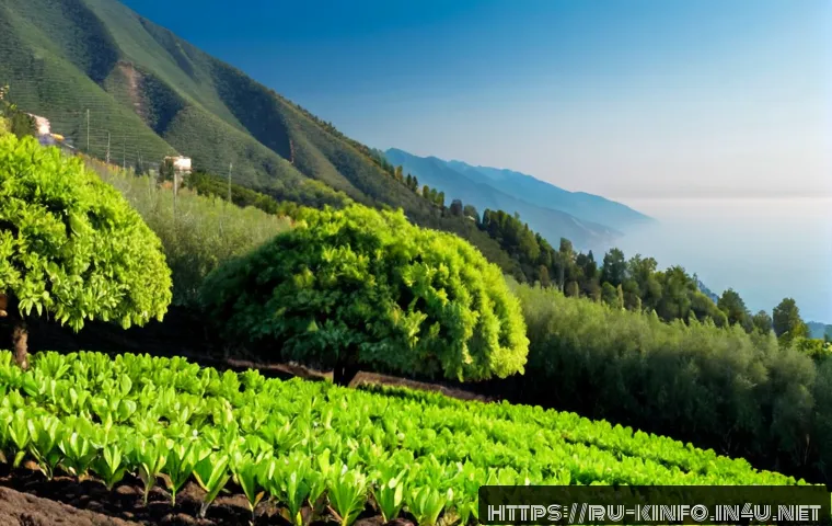 제주도 감귤 재배지 특징 - Photorealistic wide view of a citrus orchard on the warm Black Sea coast near Sochi, Russia, neat ro...